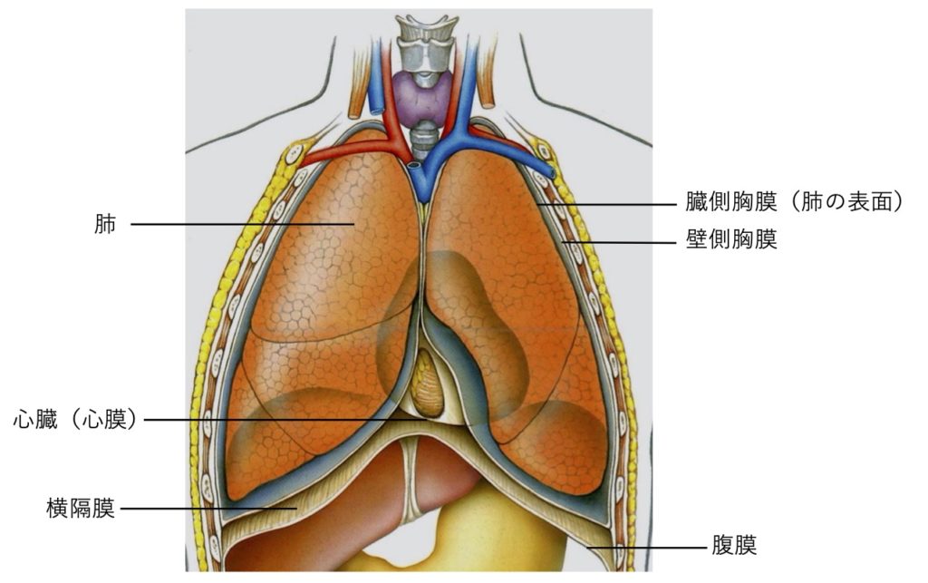 中皮腫（胸膜、肺、腹膜、心膜）